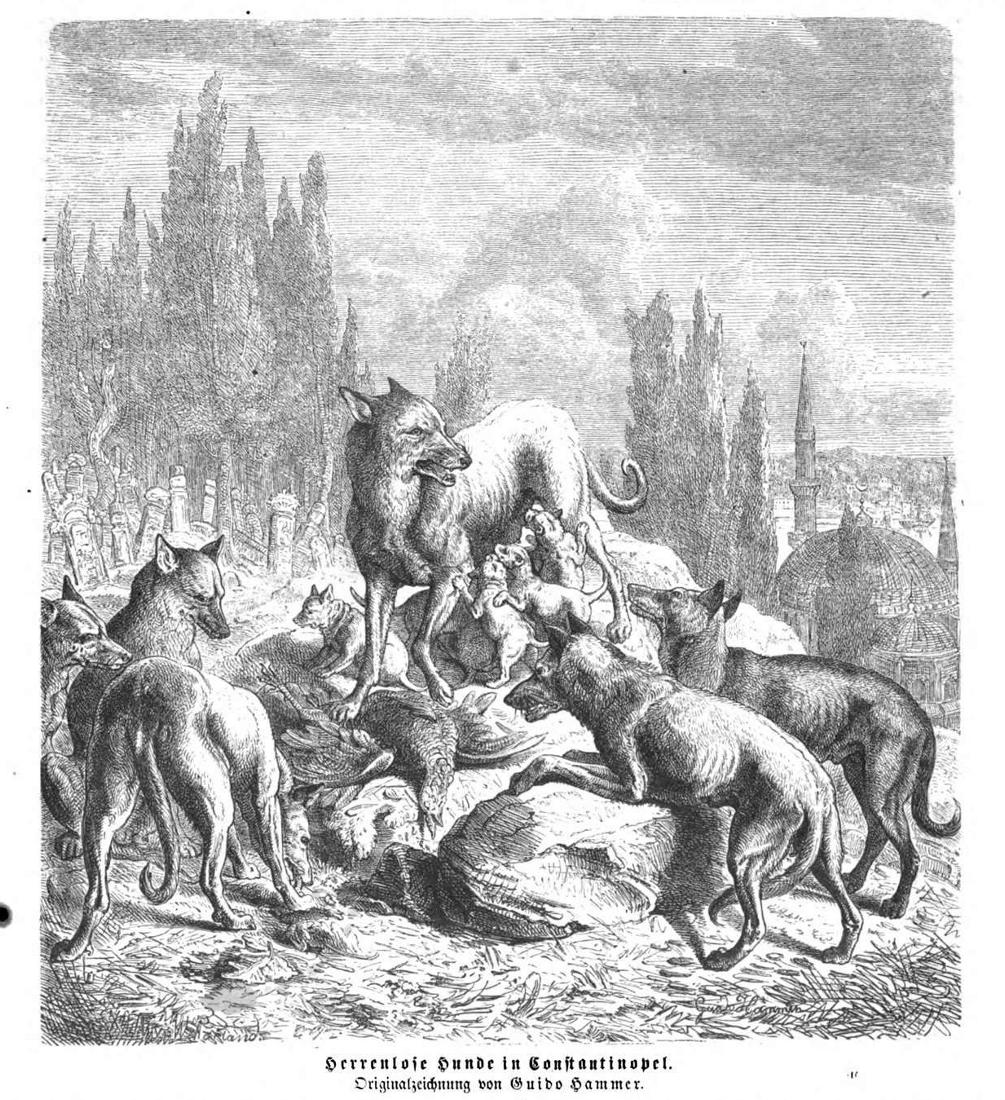 Herrenlose Hunde in Constantinopel. Guido Hammer. Die Gartenlaube, Nr. 9 1867 / ©MDZ